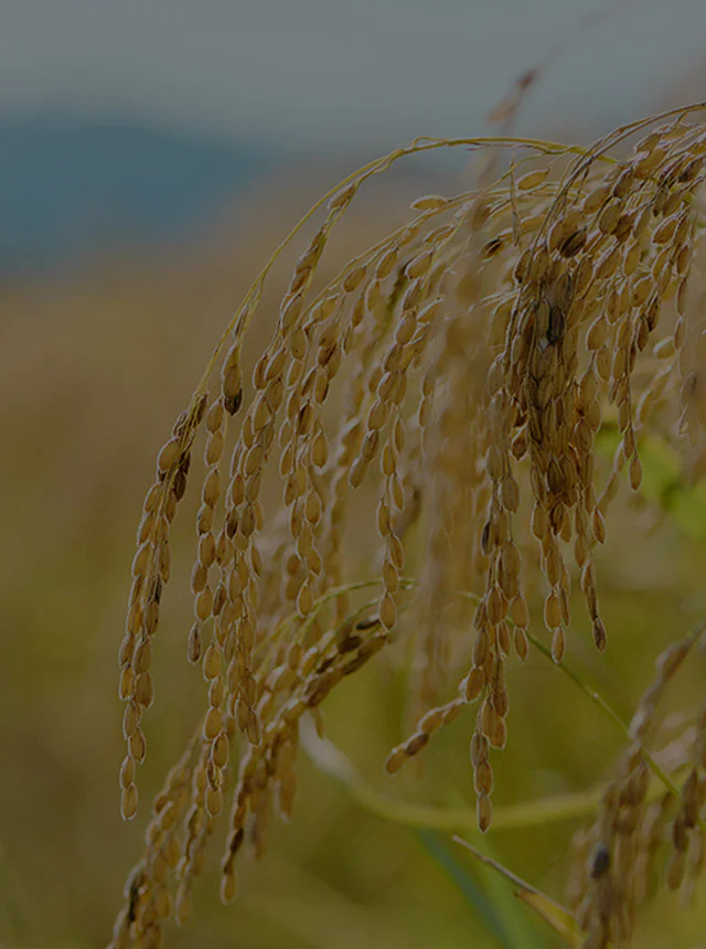 Sake rice grown in Kyoto・Iwai